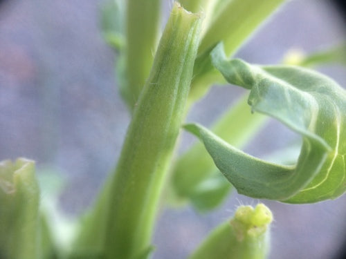 Teunisbloem — Bild 4