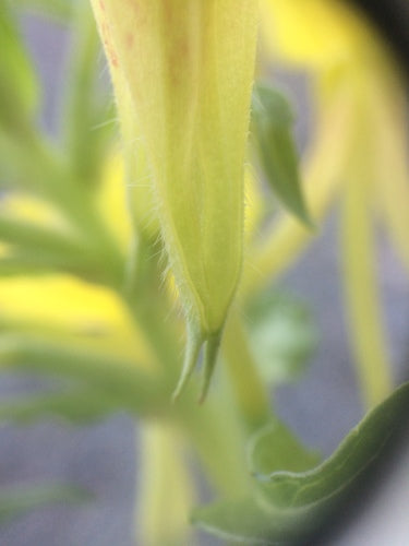 Teunisbloem — Bild 3