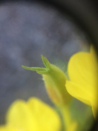 Teunisbloem — Bild 2