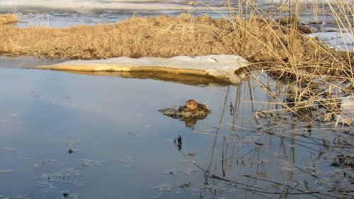 Knaagdieren — foto 5 van 51