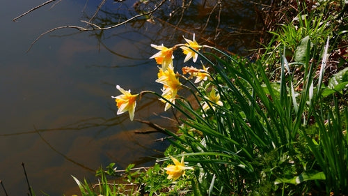 Narcissen — Bild 3