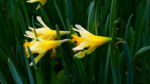 Narcissen — Bild 5