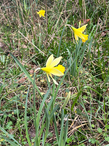 Narcissen — Bild 4