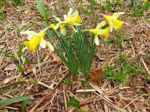 Narcissen — Bild 2