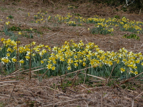 Narcissen — foto 5 van 8