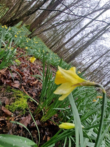 Narcissen — Bild 1