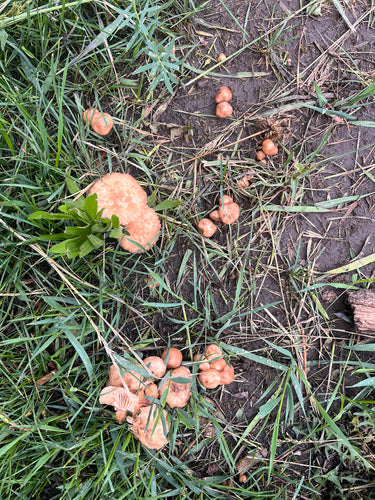 Anjerfraude — Bild 5