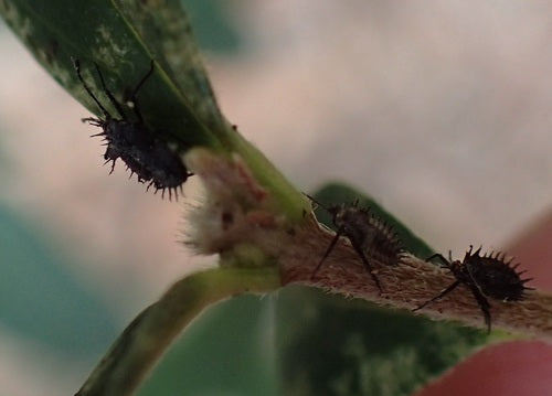 Web- en mesh-bugs — Bild 2