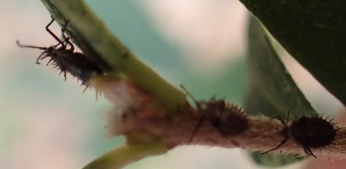 Web- en mesh-bugs — Bild 4