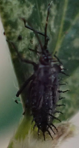 Web- en mesh-bugs — Bild 3