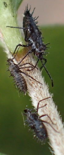 Web- en mesh-bugs — Bild 5