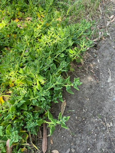 Nieuw-Zeelandse spinazie — Bild 3
