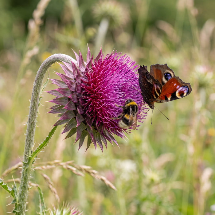 Blüte von Nickende Distel (Carduus nutans) in Nahaufnahme (KI-generiert)