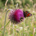Blüte von Nickende Distel (Carduus nutans) in Nahaufnahme (KI-generiert)