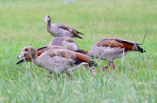 Egyptische gans — Bild 4