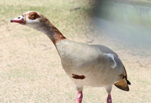 Egyptische gans — Bild 3