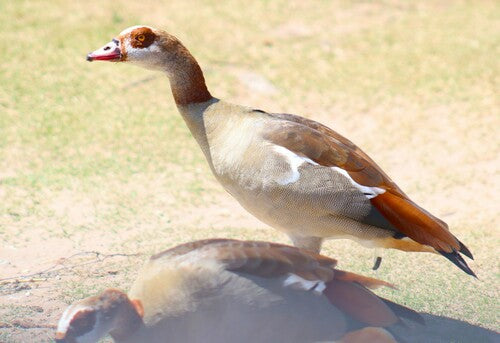 Egyptische gans — Bild 2