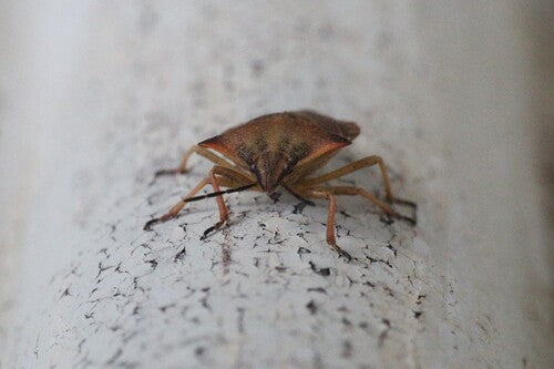 Noordelijke fruitwants — Bild 2