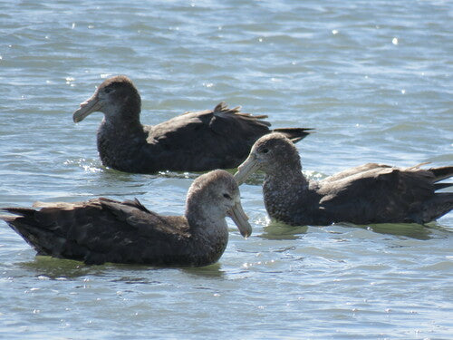 Noordelijke reuzenstormvogel — foto 4 van 8