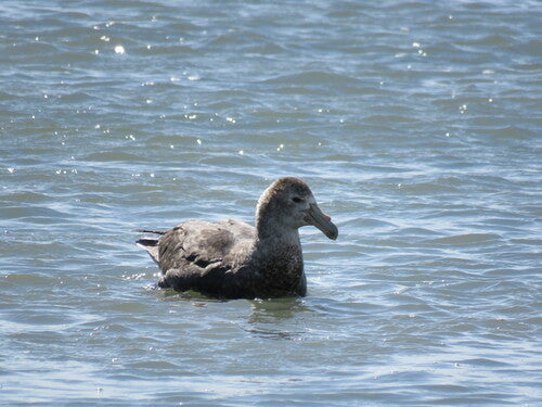 Noordelijke reuzenstormvogel — foto 3 van 8