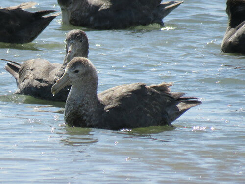 Noordelijke reuzenstormvogel — foto 5 van 8