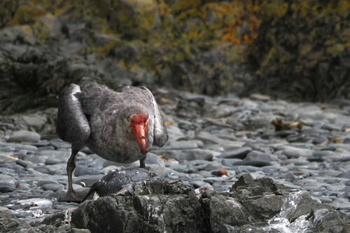 Noordelijke reuzenstormvogel — foto 2 van 8