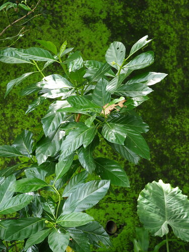 Noni — foto 5 van 12