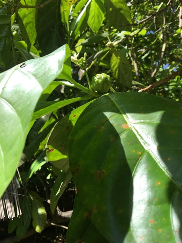 Noni — Bild 2