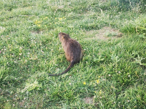 Nutria (beverrat) — Bild 5