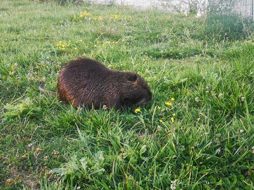 Nutria (beverrat) — Bild 4