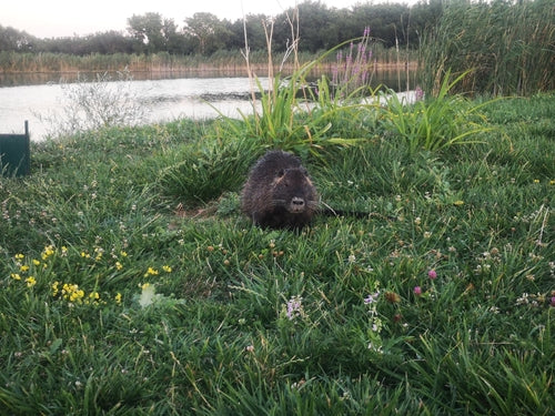 Nutria (beverrat) — Bild 3