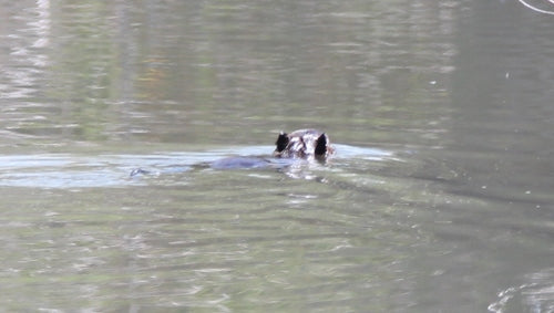 Nutria (beverrat) — foto 3 van 50