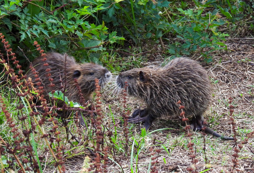Nutria (beverrat) — Bild 1