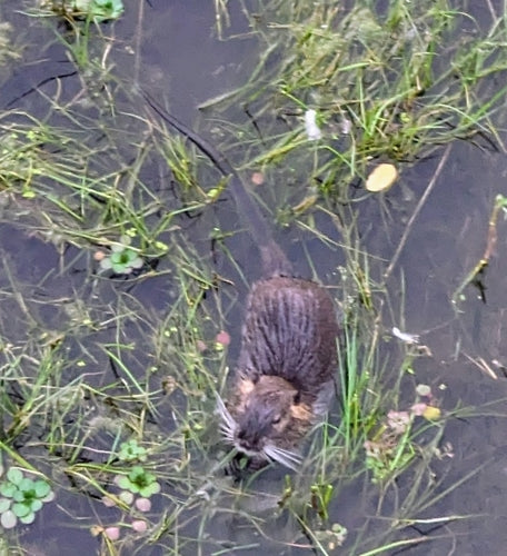 Nutria (beverrat) — foto 2 van 50