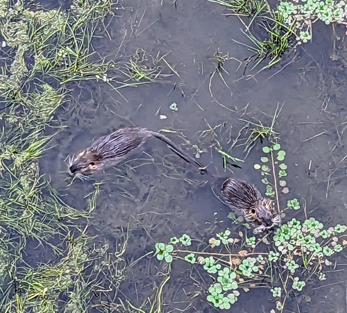 Nutria (beverrat) — foto 1 van 50