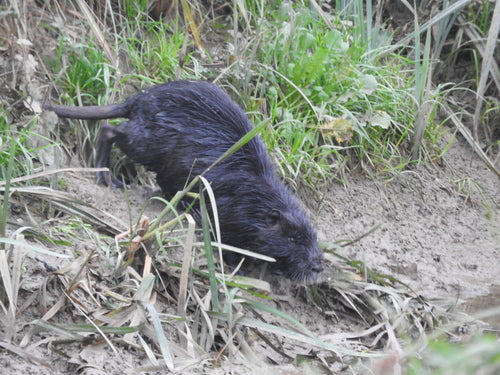 Nutria (beverrat) — Bild 2
