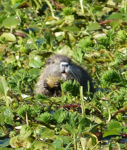Nutria (beverrat) — foto 5 van 50