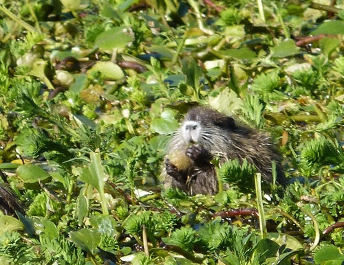 Nutria (beverrat) — foto 4 van 50