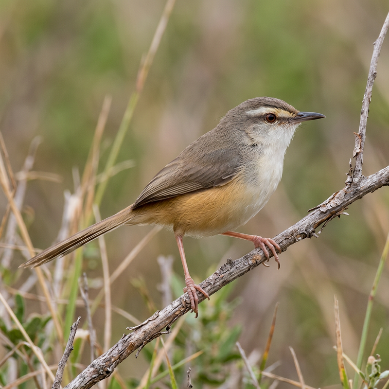 Ockerflanken-Prinie (Prinia subflava), AI-illustratie