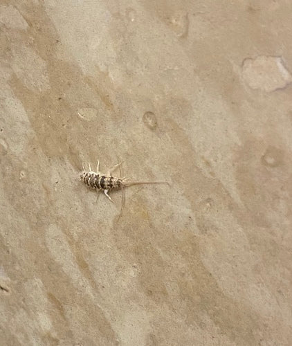 Ofenfischchen - Bild 1