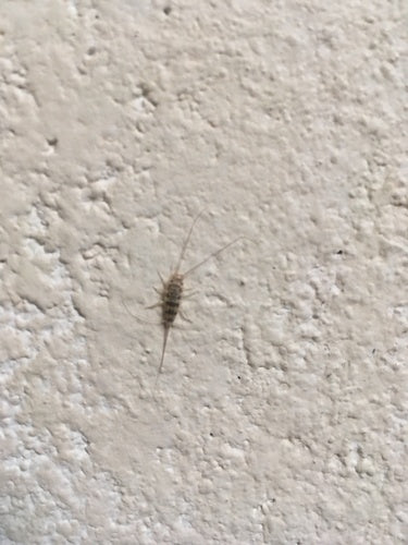 Ofenfischchen - Bild 3