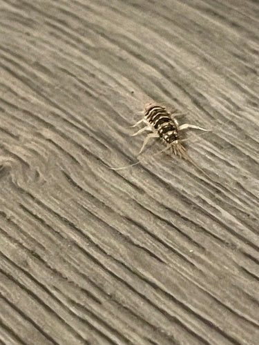 Ofenfischchen - Bild 4