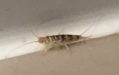 Ofenfischchen - Bild 7