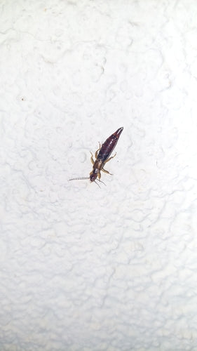 Oorworm — Bild 3