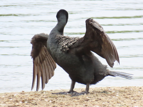 Orenaalscholver — Bild 4