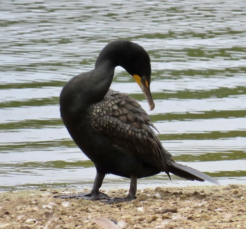 Orenaalscholver — Bild 3