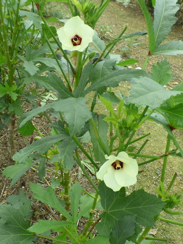 oké — Bild 5