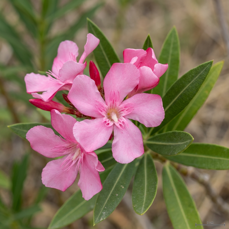 oleander