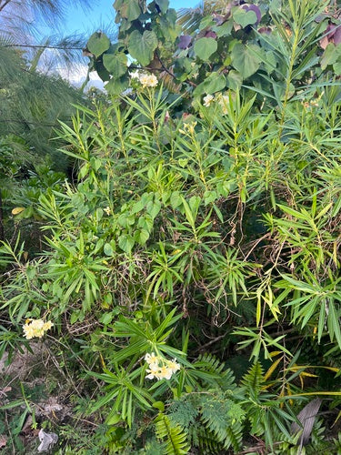 oleander — Bild 5