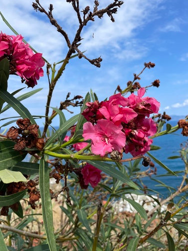 oleander — Bild 3